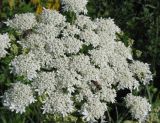 Heracleum dissectum. Соцветие и фуражирующая пчела медоносная (Apis mellifera L.). Восточный Казахстан, Уланский р-н, окр. с. Украинка, луг. 30.06.2005.