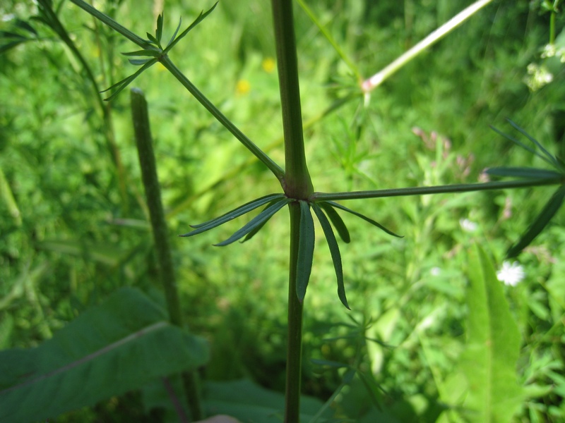 Изображение особи Galium mollugo.