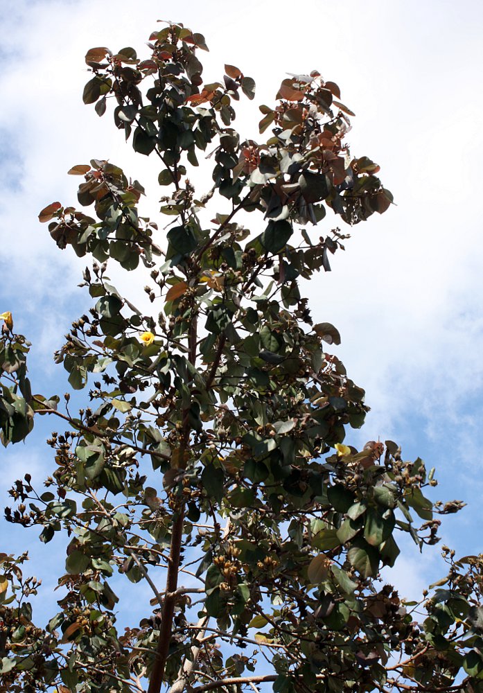 Image of Hibiscus tiliaceus specimen.