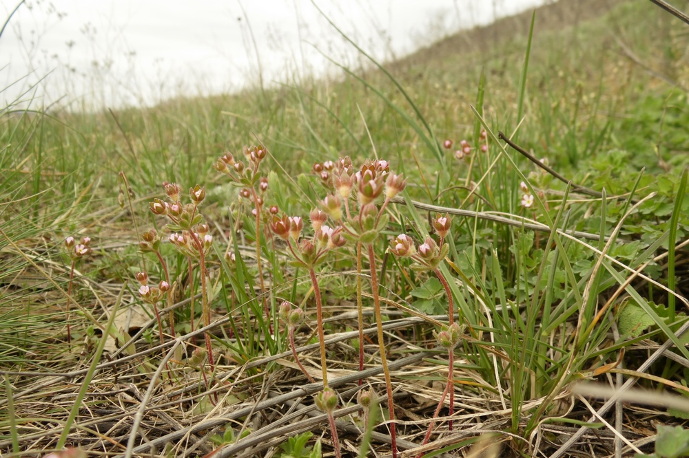 Image of Androsace maxima specimen.