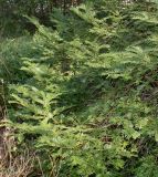 Cephalotaxus harringtonia