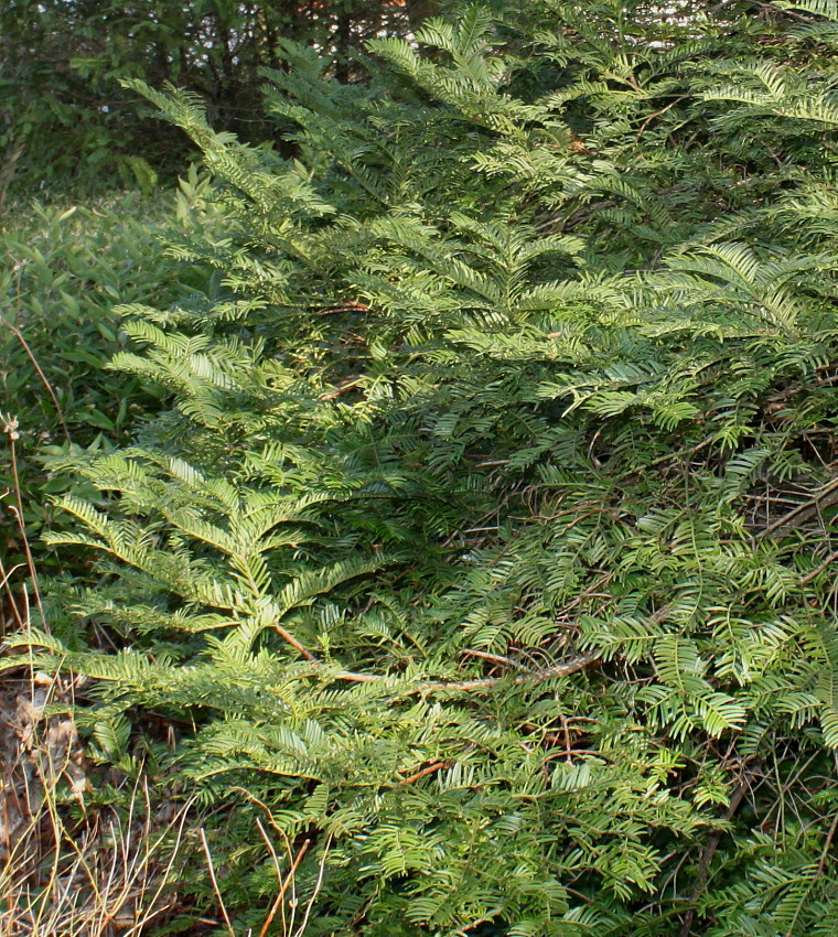 Image of Cephalotaxus harringtonia specimen.