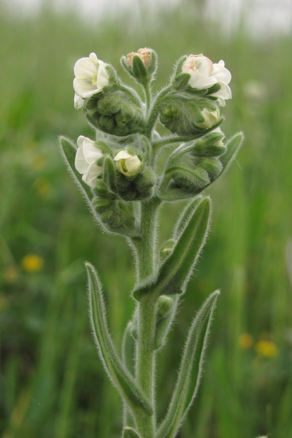 Изображение особи Cynoglossum creticum.