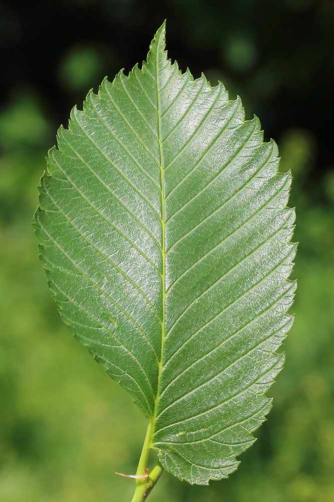 Изображение особи Ulmus laevis.