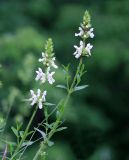 Stachys atherocalyx. Побеги с соцветиями и выпасающими тлей муравьями. Краснодарский край, Туапсинский р-н, отрог ГКХ скала Зуб, скальные обнажения. 17.05.2014.