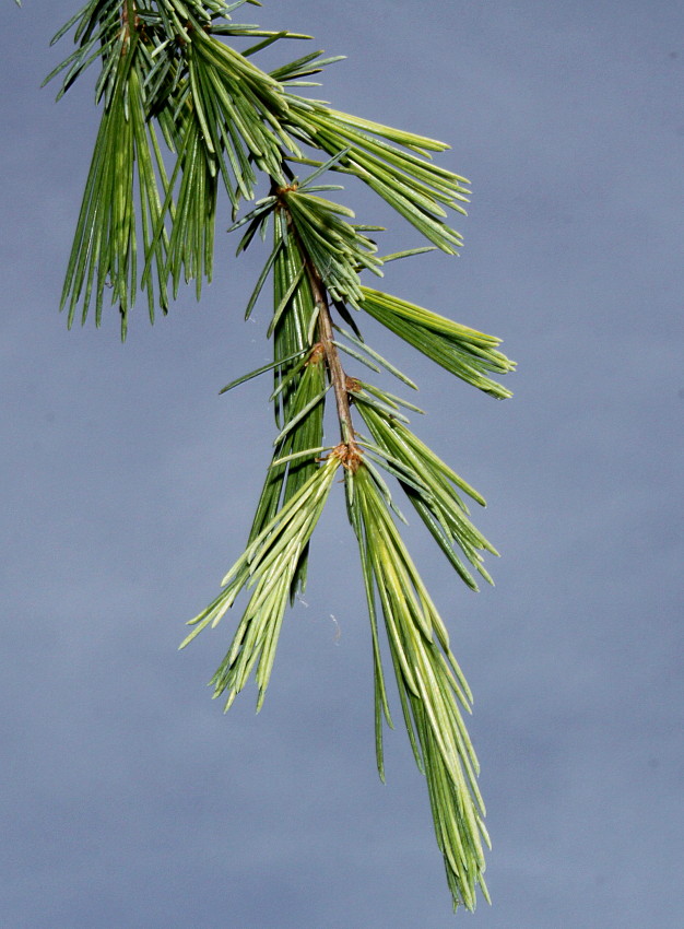 Изображение особи Cedrus deodara.