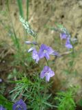 Veronica multifida. Соцветие и верхушка побега. Ставропольский край, г. Кисловодск, парк, дорога под «Малым Седлом», на хорошо освещённом склоне горы, обочина дороги, обнажение, высота около 1060 м н.у.м. ). 19.05.2014.