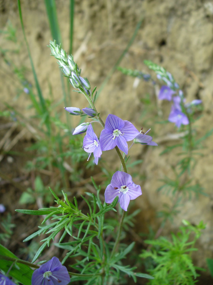 Изображение особи Veronica multifida.