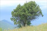 Juniperus excelsa. Взрослое дерево. Черноморское побережье Кавказа, м/о город-курорт Геленджик, хребет Нексис, разреженное можжевеловое редколесье, выс. около 300 м н.у.м. 31 мая 2014 г.