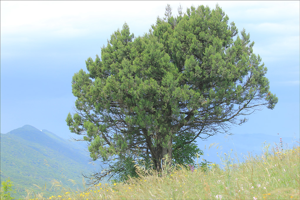 Изображение особи Juniperus excelsa.