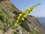 Linaria genistifolia. Верхушка побега с соцветием. Краснодарский край, м/о Анапа, окр. пос. Б. Утриш, обрывисто-осыпной береговой склон. 24.05.2014.