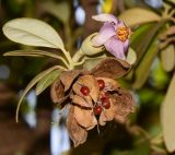 Lagunaria patersonia. Верхушка побега с отцветающим цветком и вскрывшимся прошлогодним плодом. Израиль, Шарон, пос. Кфар Шмариягу, в культуре. 08.06.2014.