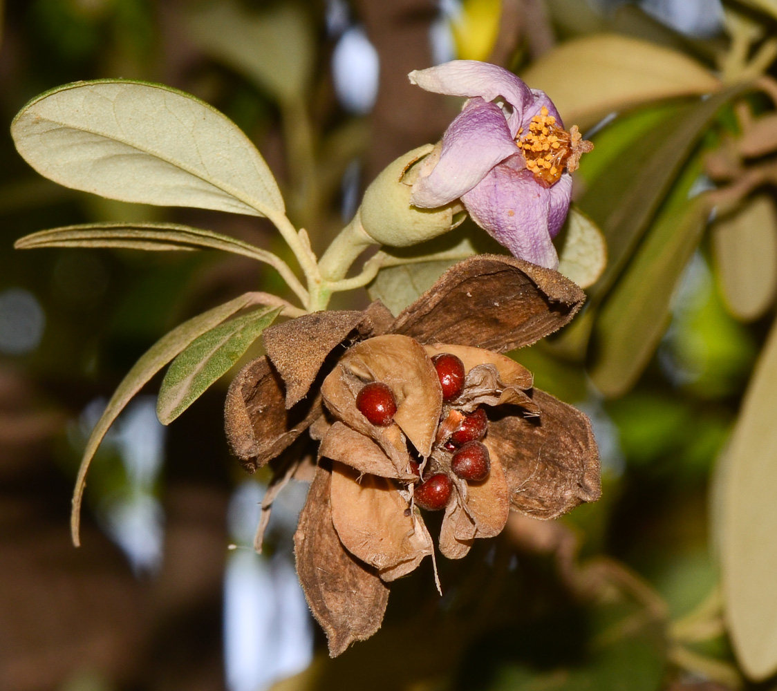 Изображение особи Lagunaria patersonia.