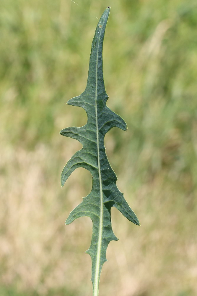 Image of Lactuca tatarica specimen.