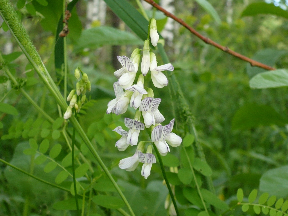 Image of Vicia sylvatica specimen.