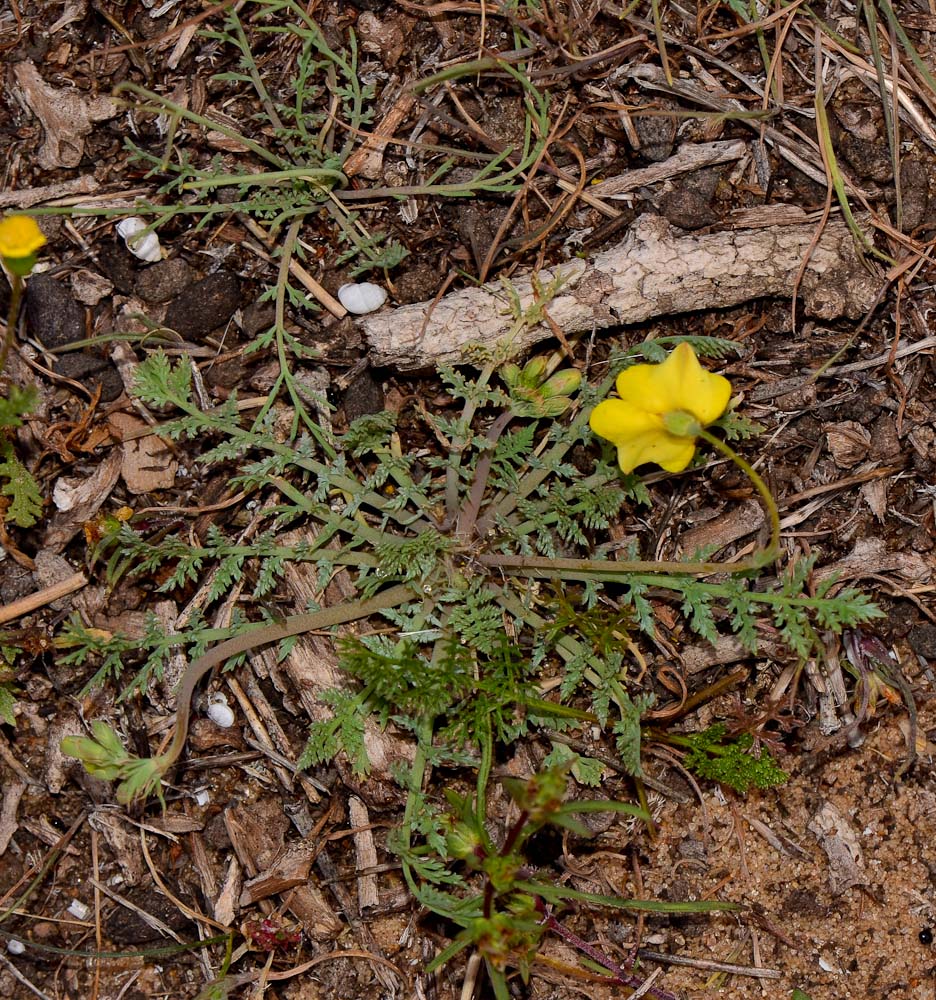 Image of Hypecoum dimidiatum specimen.