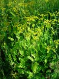 Bupleurum подвид aureum