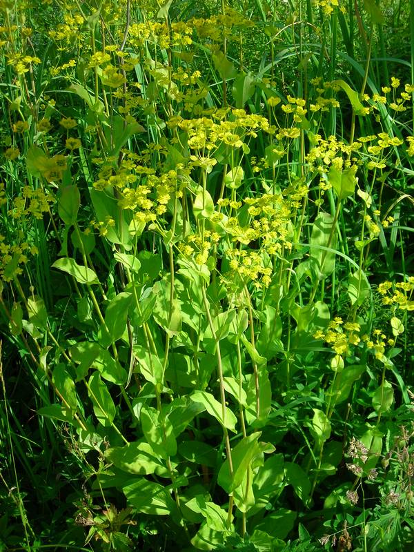 Image of Bupleurum longifolium ssp. aureum specimen.