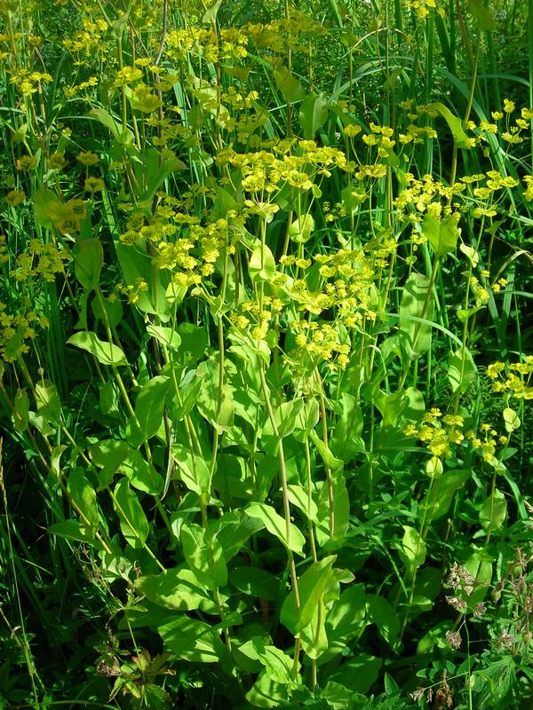 Изображение особи Bupleurum longifolium ssp. aureum.