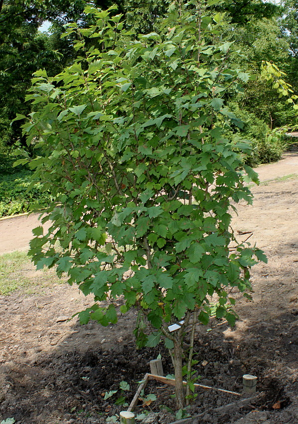 Image of Crataegus maximowiczii specimen.