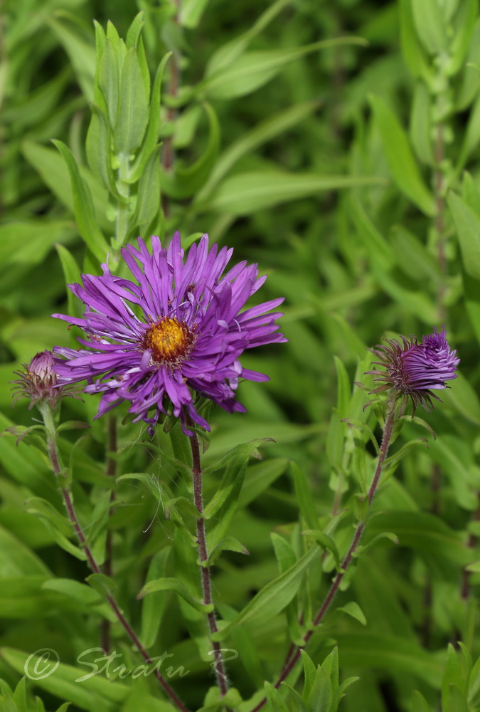 Image of Symphyotrichum novae-angliae specimen.