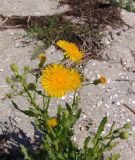 Sonchus arvensis ssp. uliginosus