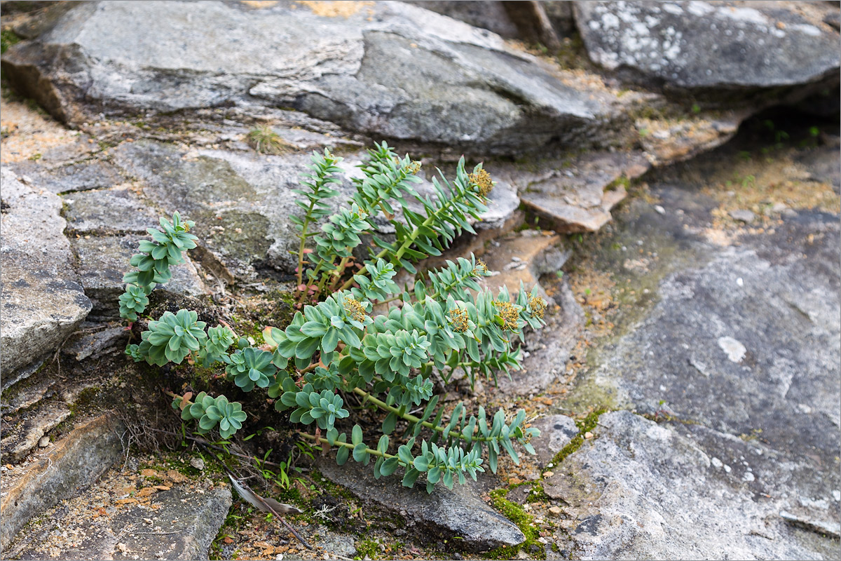 Image of Rhodiola rosea specimen.