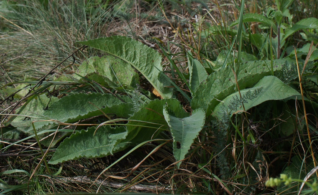 Изображение особи Centaurea phrygia.