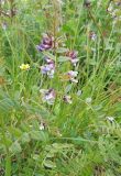 Vicia sepium