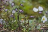 Gastrolychnis uniflora