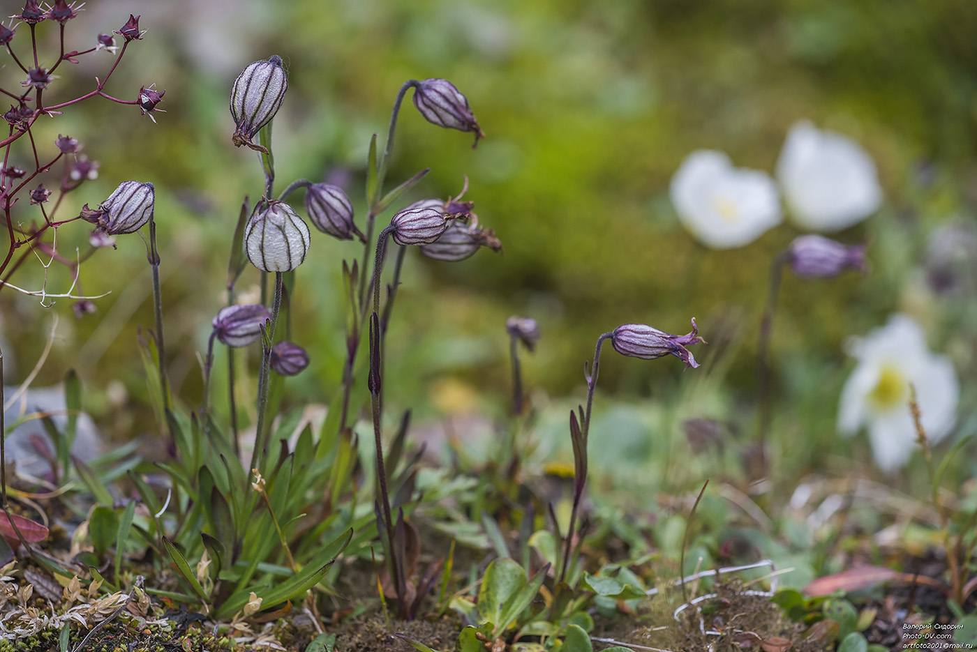 Image of Gastrolychnis uniflora specimen.