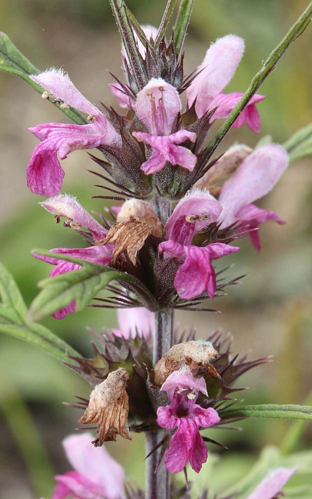 Изображение особи Leonurus sibiricus.