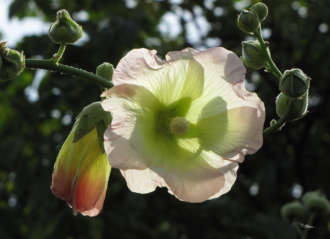 Изображение особи Alcea &times; nadezhdae.