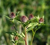 Centaurea pseudophrygia. Верхушка растения с нераспустившимися соцветиями. Московская обл., Раменский р-н, окр. ж.-д. платформы Хрипань, залежь. 01.07.2014.