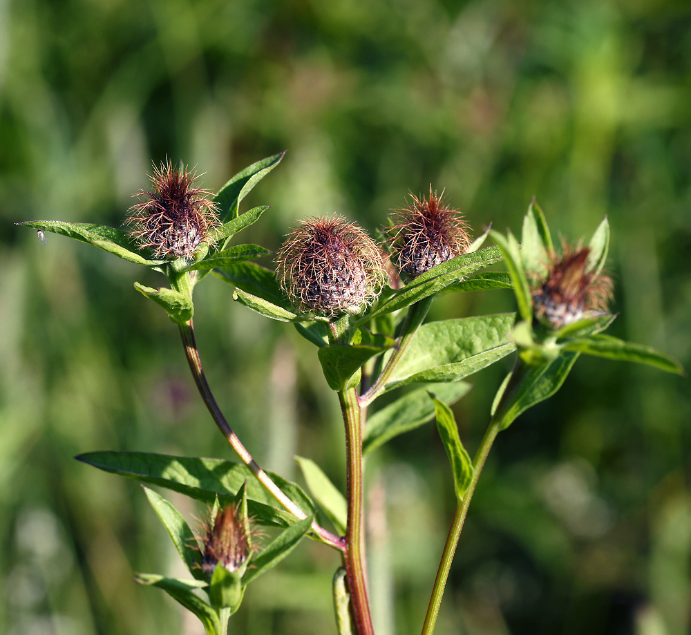 Image of Centaurea pseudophrygia specimen.