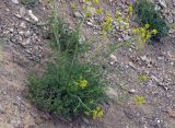 Corydalis pseudoadunca