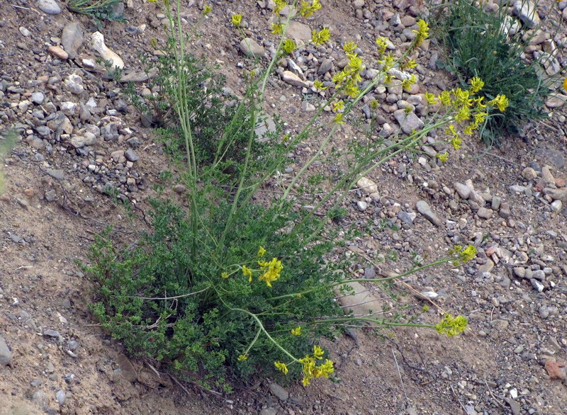 Изображение особи Corydalis pseudoadunca.