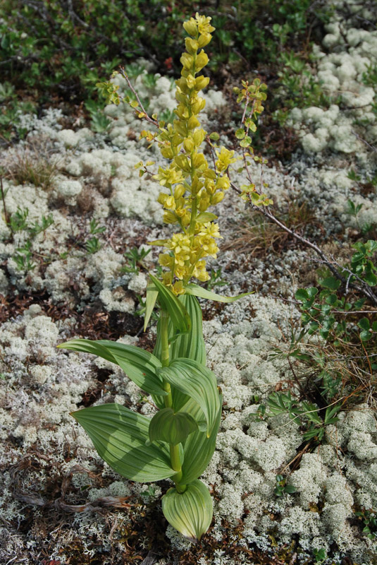 Изображение особи Veratrum lobelianum.