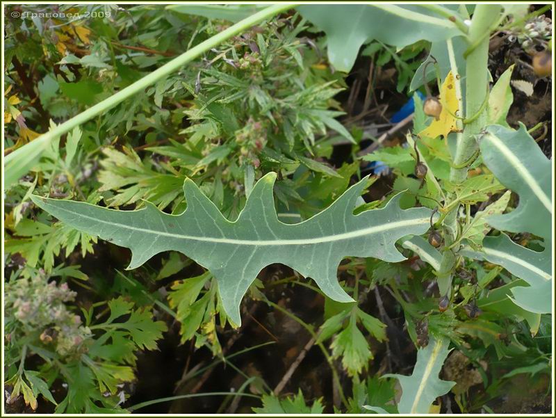 Image of Lactuca tatarica specimen.