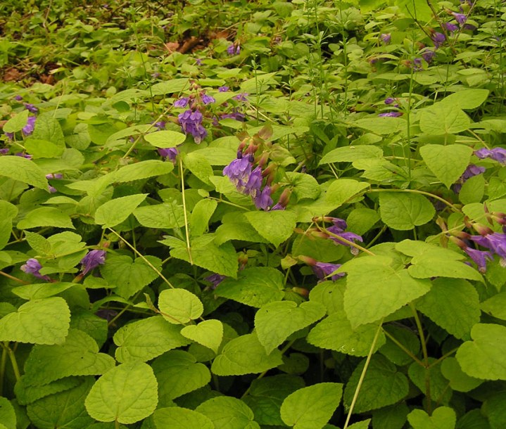 Image of Meehania urticifolia specimen.