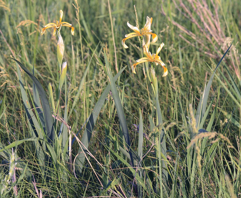 Изображение особи Iris halophila.