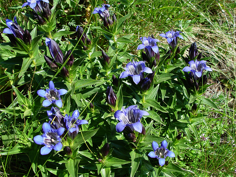 Изображение особи Gentiana septemfida.