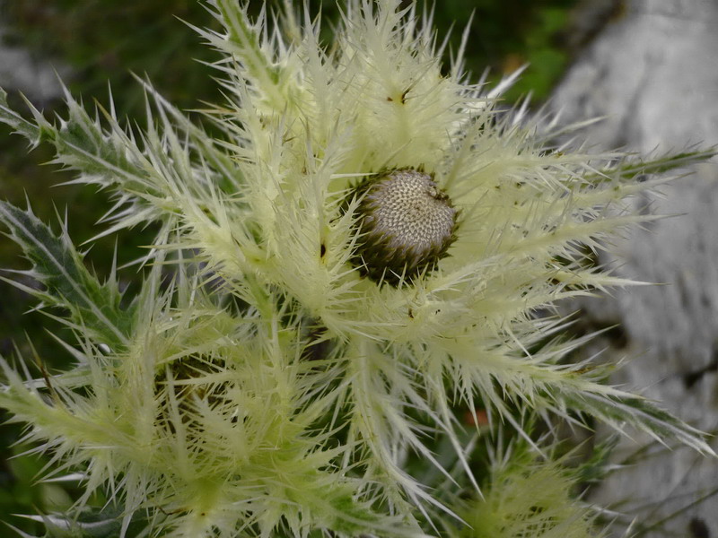 Изображение особи Cirsium obvallatum.