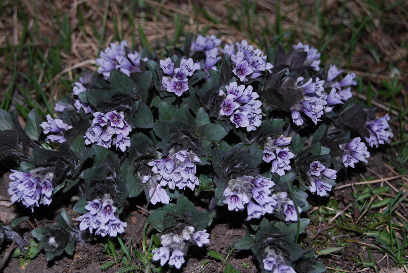 Image of Physochlaina physaloides specimen.