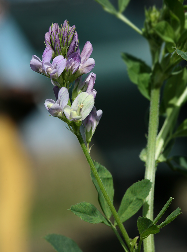 Изображение особи Medicago × varia.