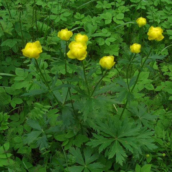 Изображение особи Trollius europaeus.