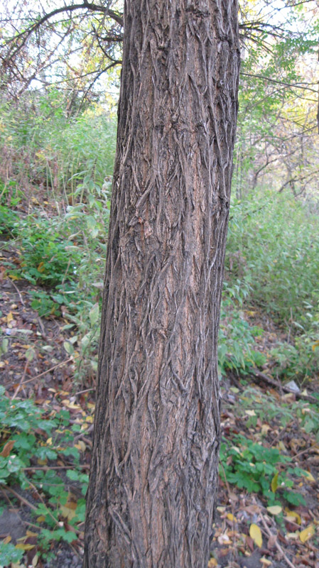 Image of Maclura pomifera specimen.