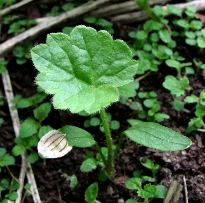 Image of Heracleum sibiricum specimen.
