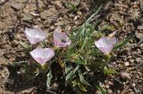 Convolvulus lineatus