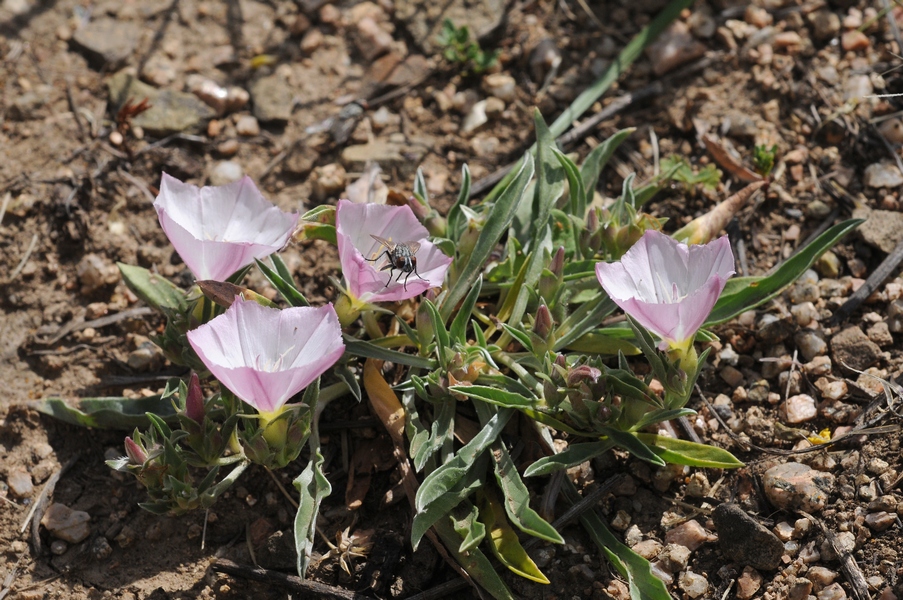 Image of Convolvulus lineatus specimen.